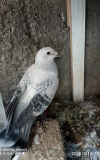 کفتر کرمانی