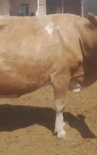 گاو سیمینتال ۱۰ روز به زایمان وزن حدود ۷۰۰ کیلو