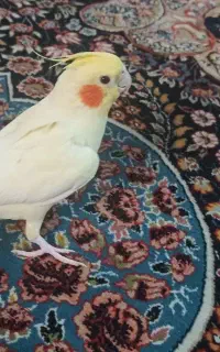 عروس‌هلندی‌گمشده‌.