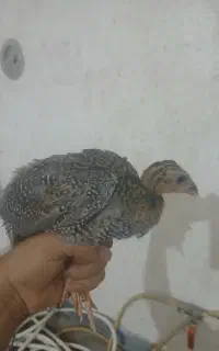 جوجه بوقلمون و مرغ شاخدار
