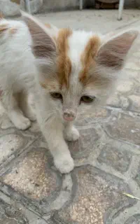 دو عدد بچه گربه خشکل بفروش میرسد