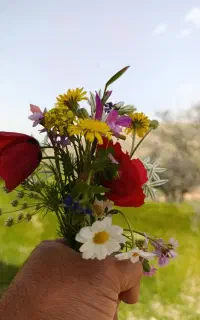 باغبان