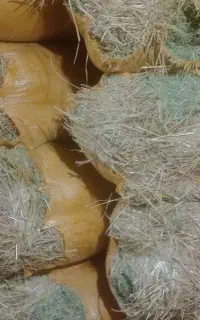 کوت شیخ
