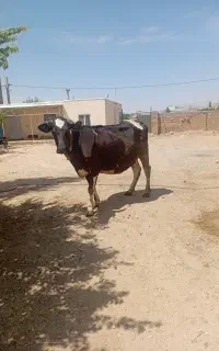 گتو هلشتان  ۱۵کیلو شیر تضمینی