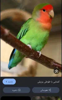 طوطی کوتوله گمشده در محدوده سیدی