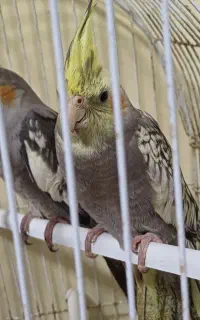 عروس هلندی