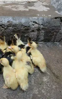 جوجه اردک روسی ۹ روزه