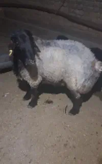قوچ شیشک