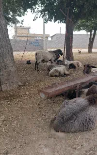 قوچ رومانف جوان