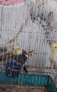 سلام سه تا عروس هلندی