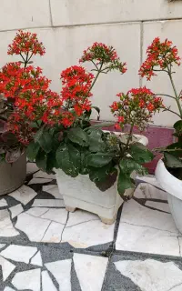 کالانکوئه