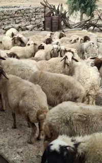 ۳۰رآس گوسفند داشتی جوان