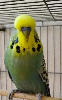 مرغ عشق معاوضه و فروش