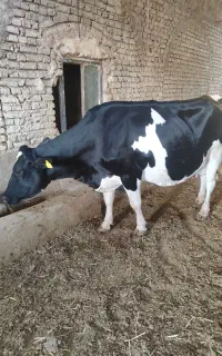 گاو