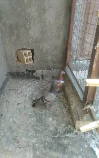 دوتا کفتر اتم