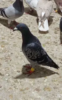 دو عدد