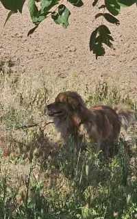 سگ پاکوتا