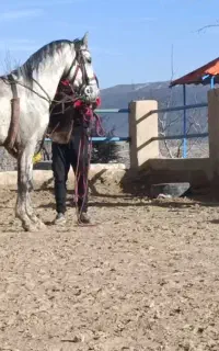 اسب سواری دار شش دانگ