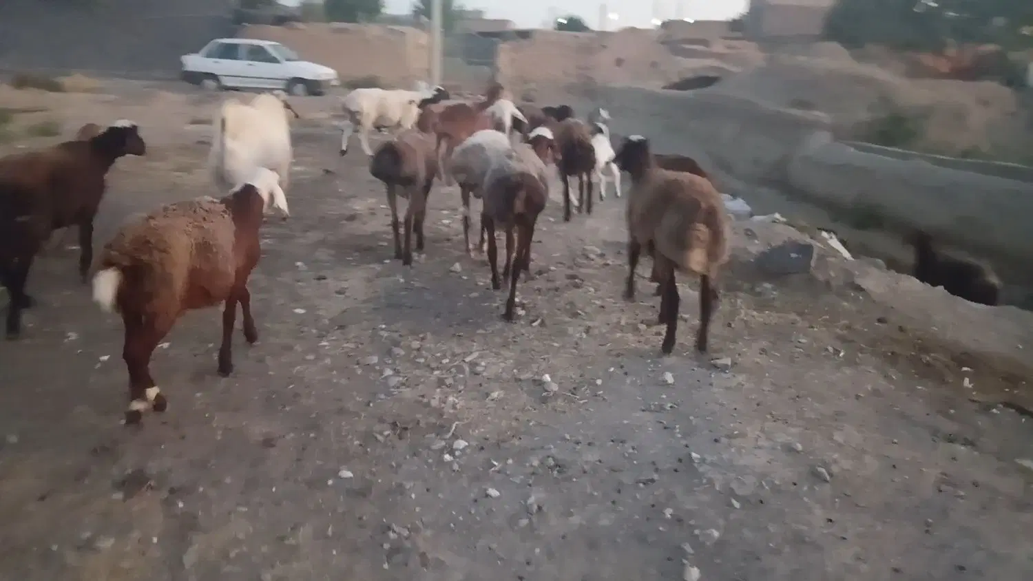 بره نر|حیوانات مزرعه|صالح آباد (خراسان), |دیوار