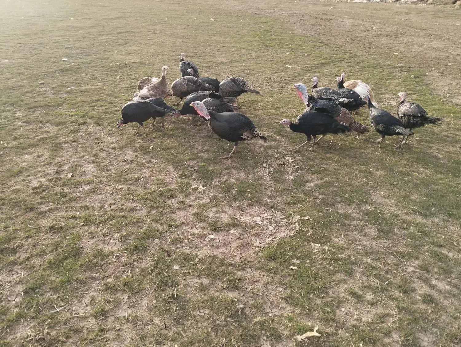 بوقلمون|حیوانات مزرعه|خاوه, |دیوار