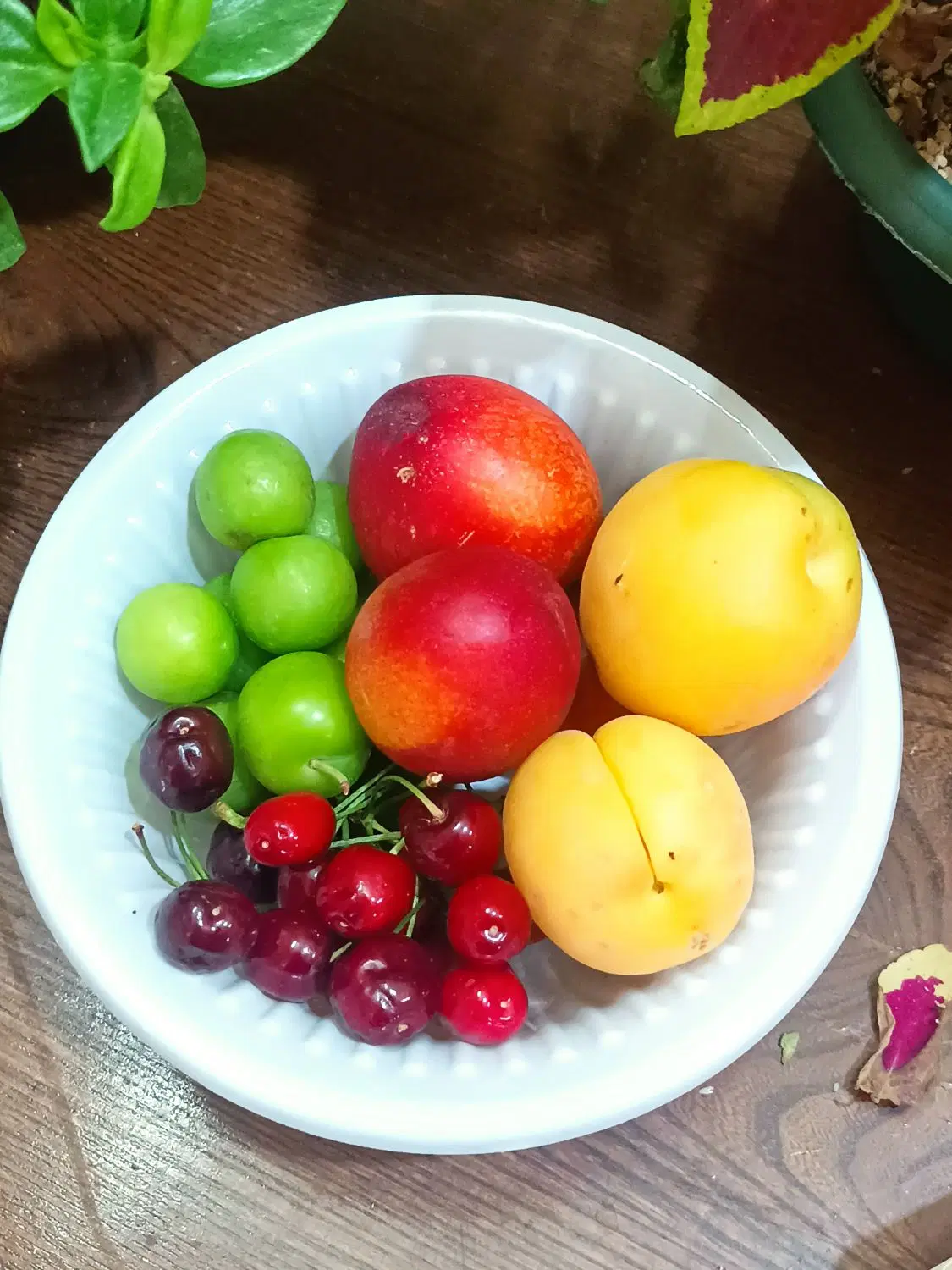 گیلاس|خوردنی و آشامیدنی|مشهد, سیسآباد|دیوار