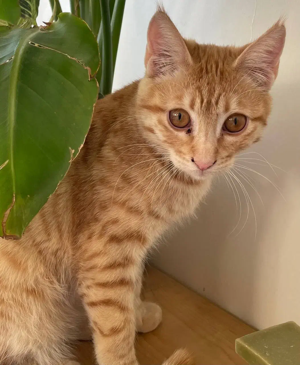 گربه زرد|حیوانات|تبریز, |دیوار