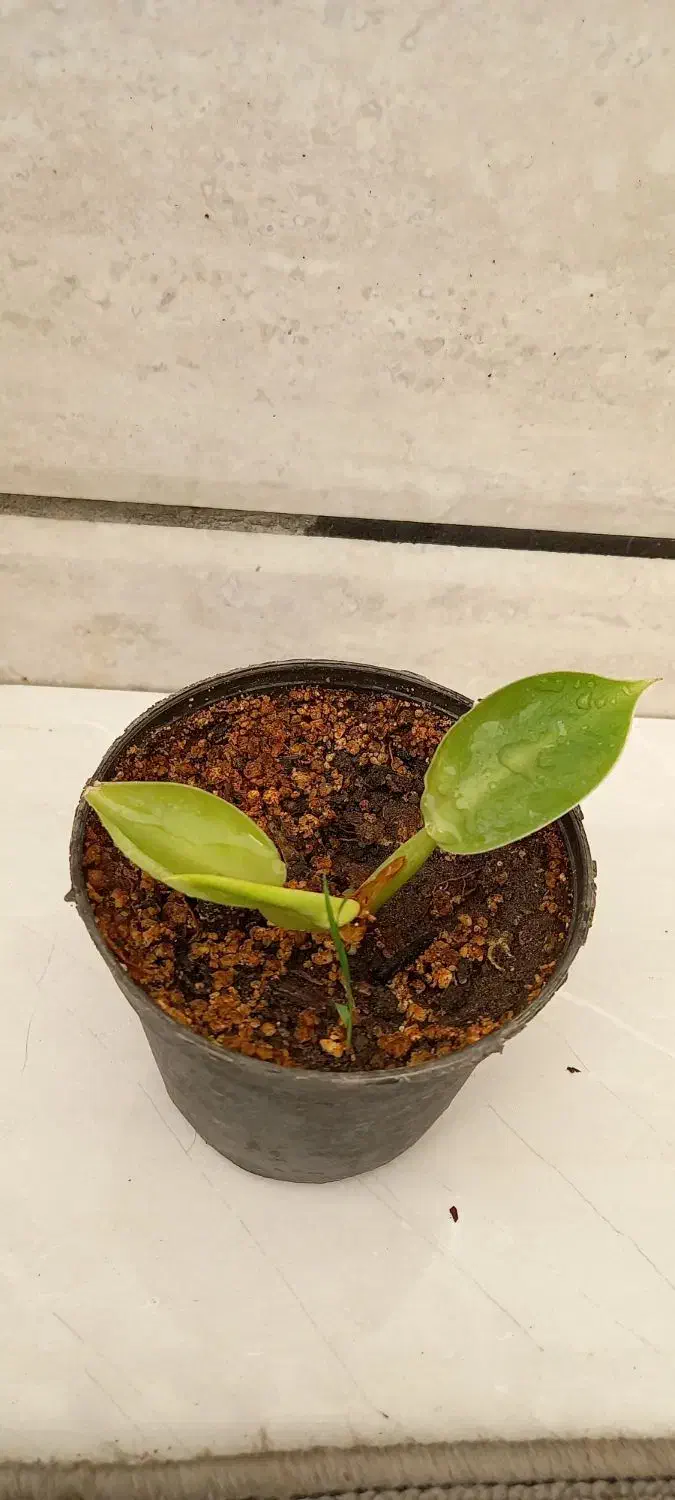 پک ۴تایی|گل و گیاه طبیعی|نیشابور, فرح بخش|دیوار