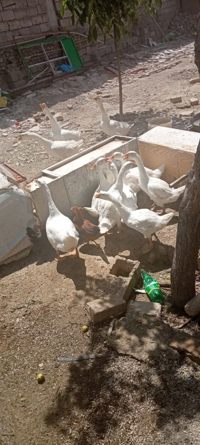 غو غاز|حیوانات مزرعه|رزن, |دیوار