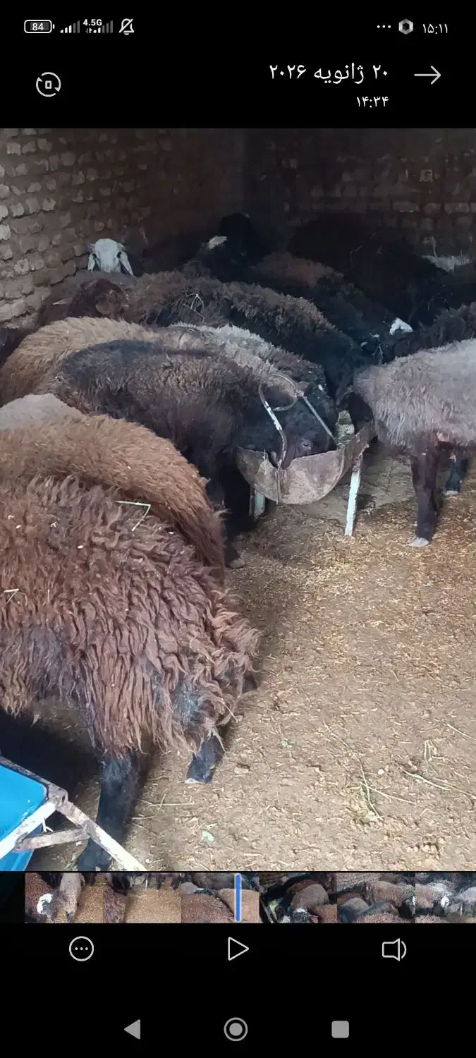 بره نر|حیوانات مزرعه|بوئین زهرا, |دیوار