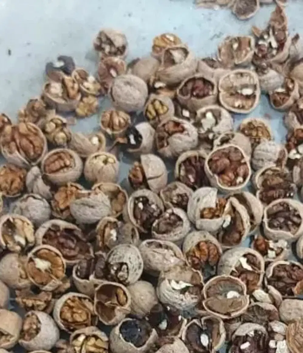 گردو|خوردنی و آشامیدنی|تهران, قیطریه|دیوار