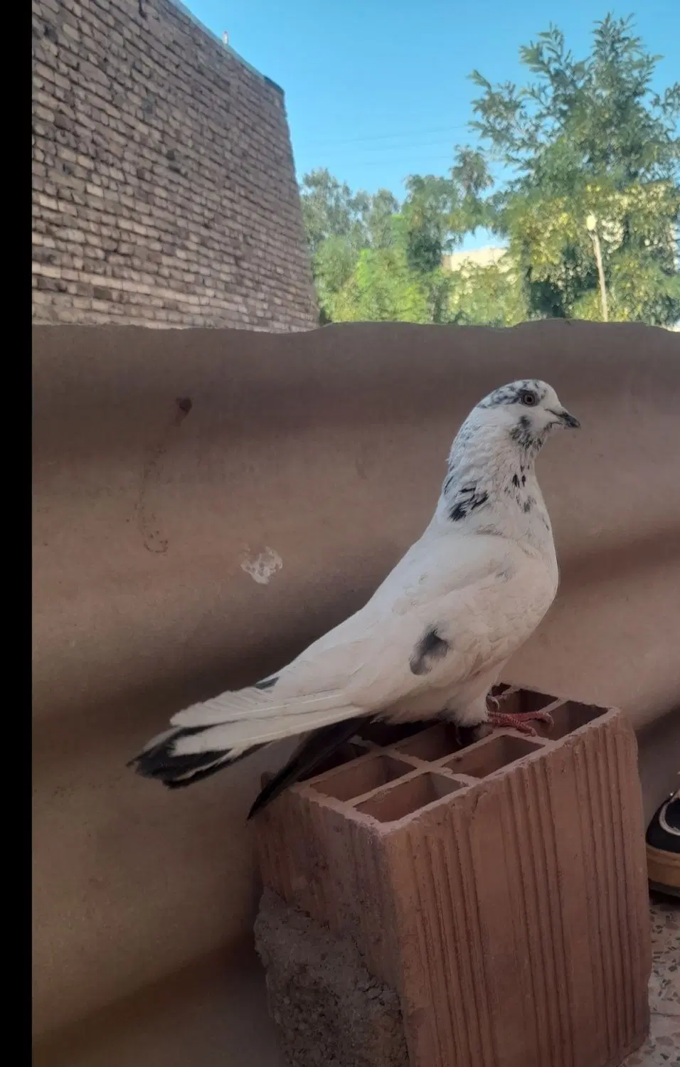 کبوتر|پرنده|خوی, |دیوار