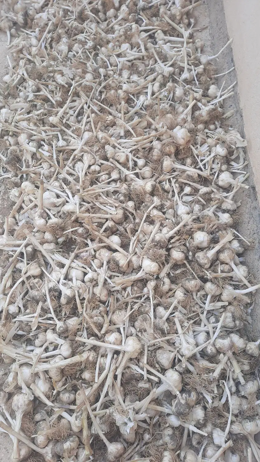 سیر|خوردنی و آشامیدنی|قزوین, |دیوار