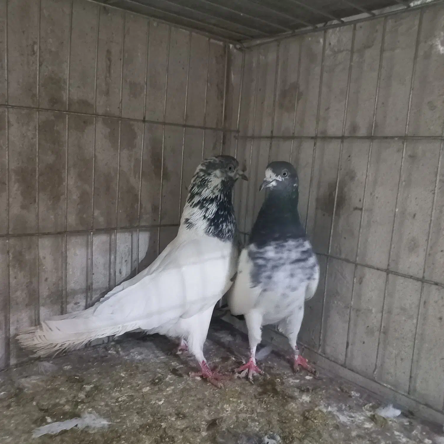 کبوتر|پرنده|آران و بیدگل, |دیوار