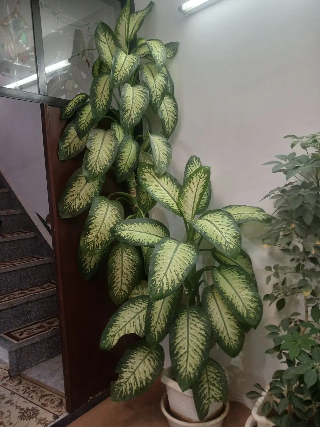 گل دیفن|گل و گیاه طبیعی|اسدآباد, |دیوار