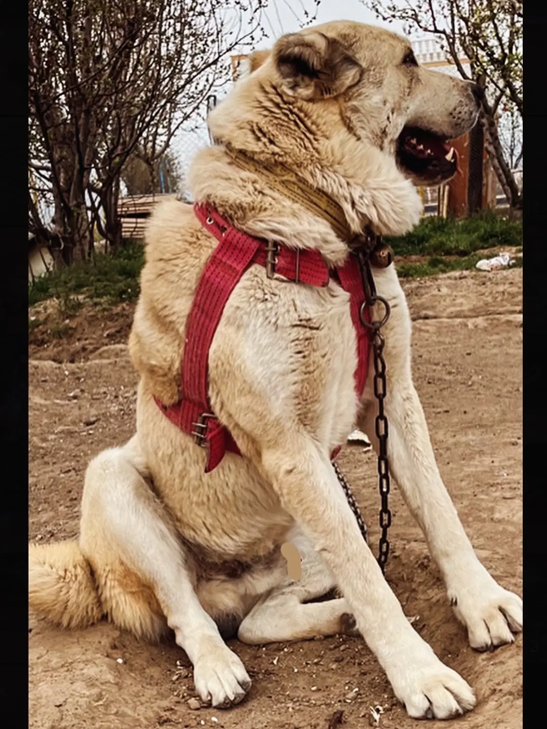 سگ خراسانی|سگ|همدان, |دیوار