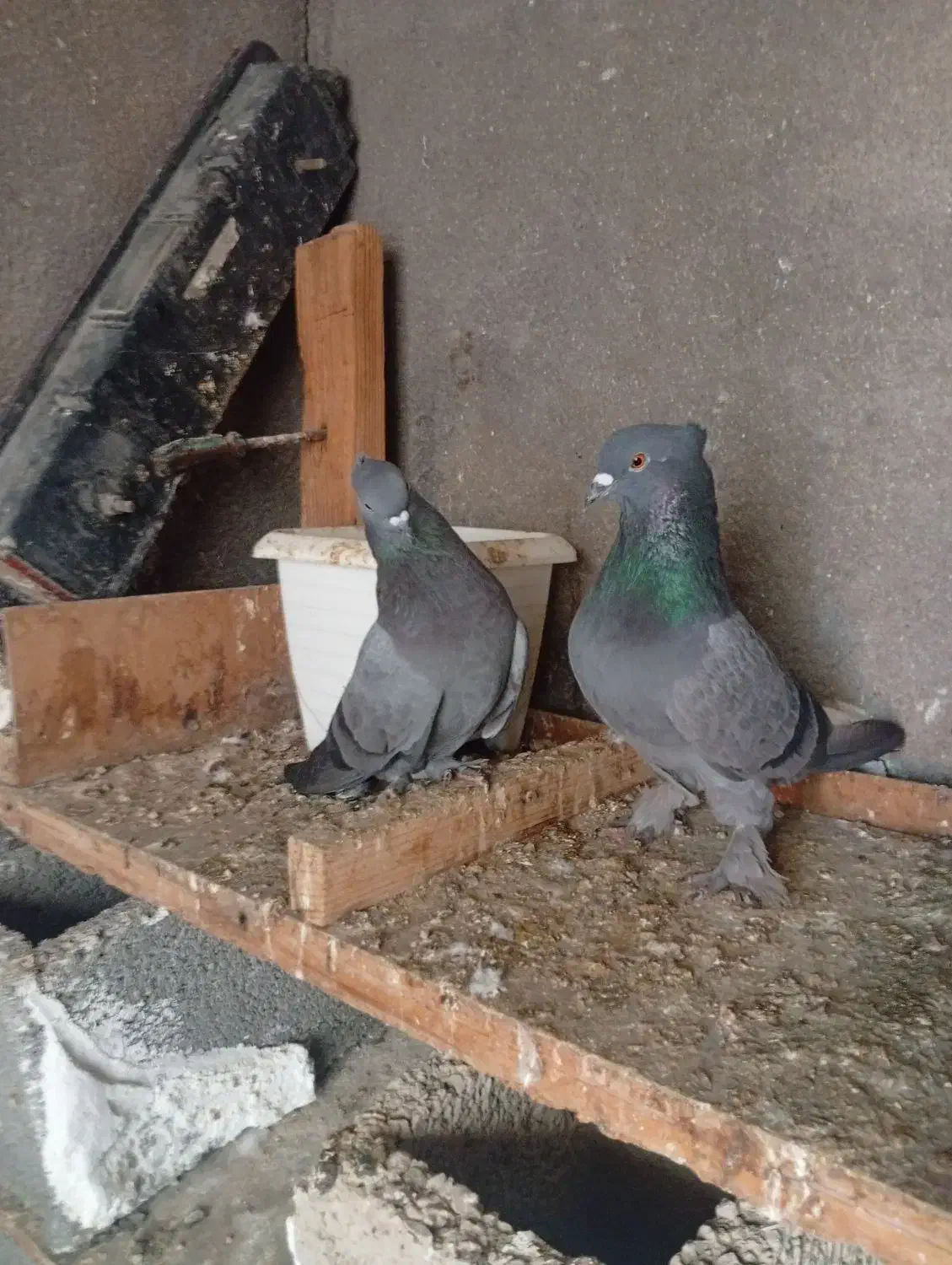 پرنده|پرنده|اهرم, |دیوار