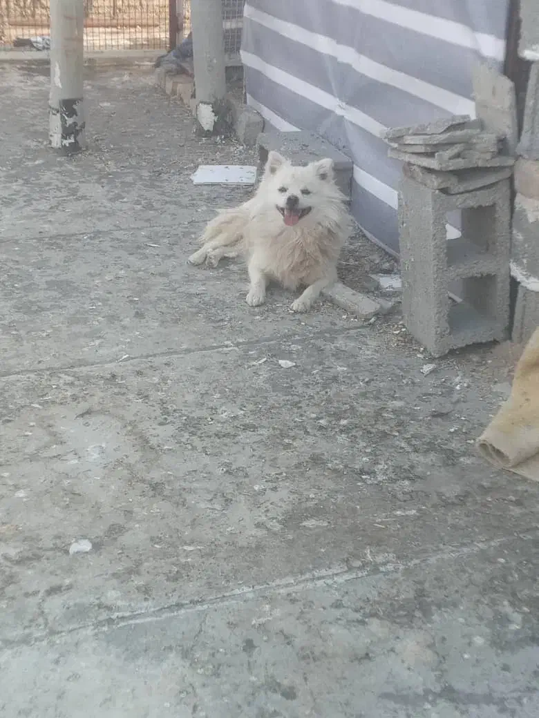 سگ گمشده|حیوانات|نورآباد ممسنی, |دیوار