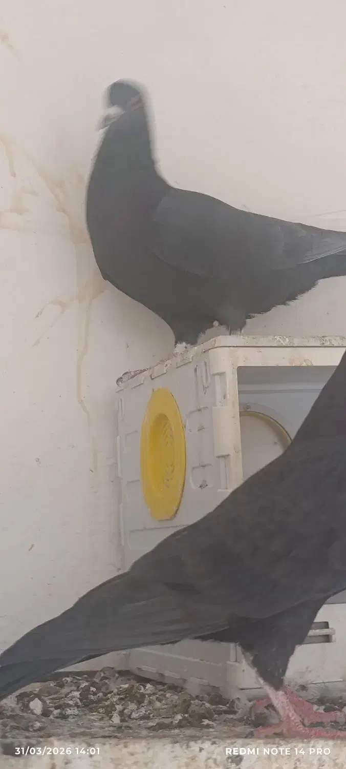 زاغ نر مست جوانه هیکلی و ماده|پرنده|زاهدان, |دیوار