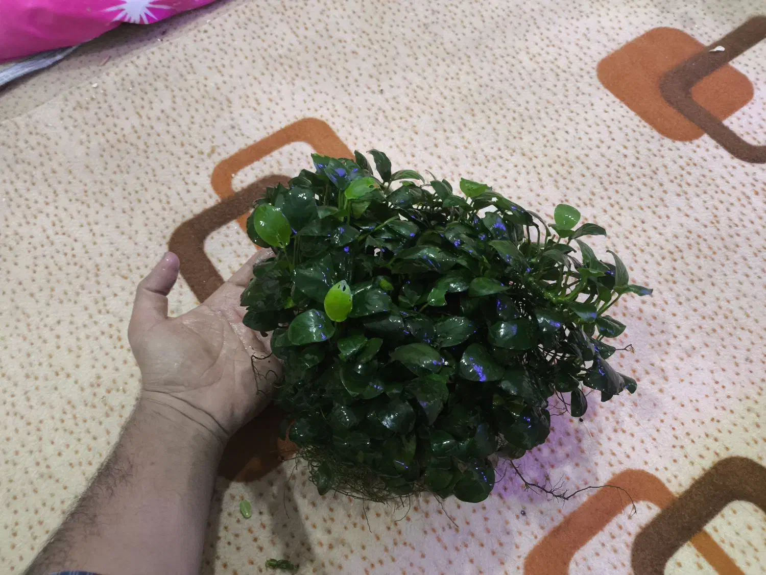 آنابیاس|ماهی|اهواز, معین زاده|دیوار