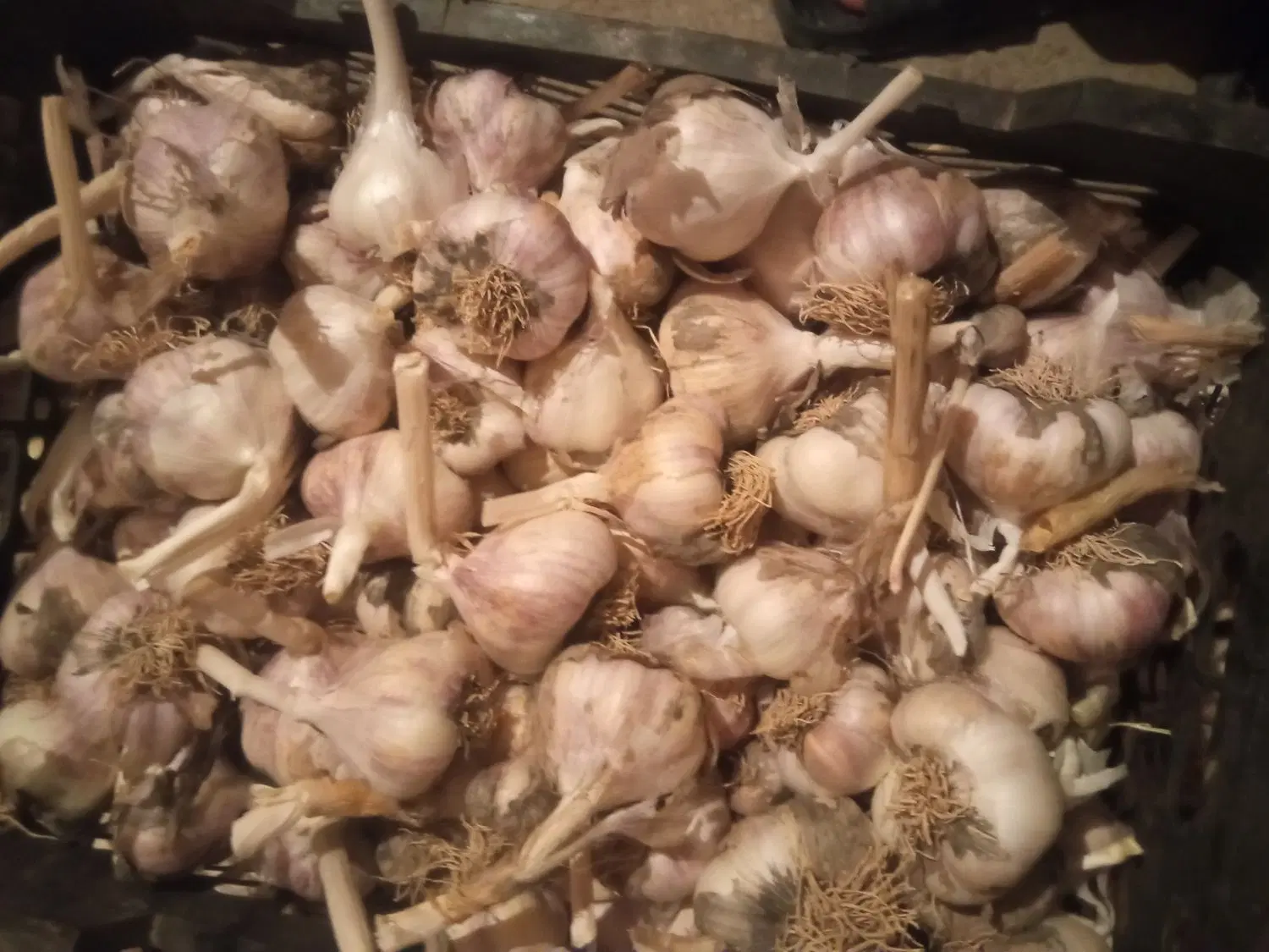 سیر|خوردنی و آشامیدنی|قوچان, |دیوار