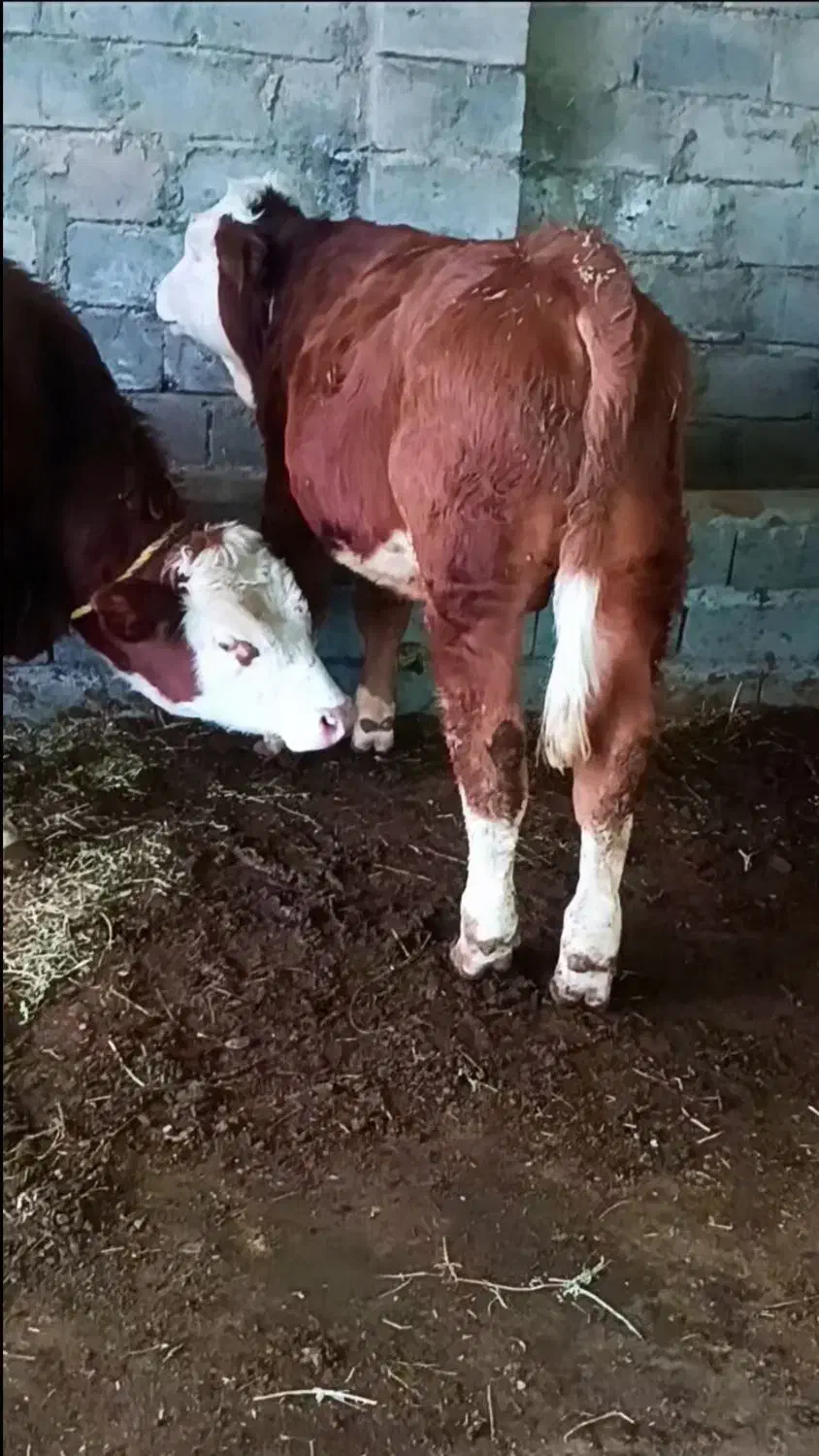 گوساله|حیوانات مزرعه|میاندوآب, |دیوار