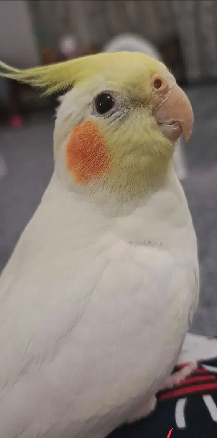 گمشده|پرنده|آبدانان, |دیوار