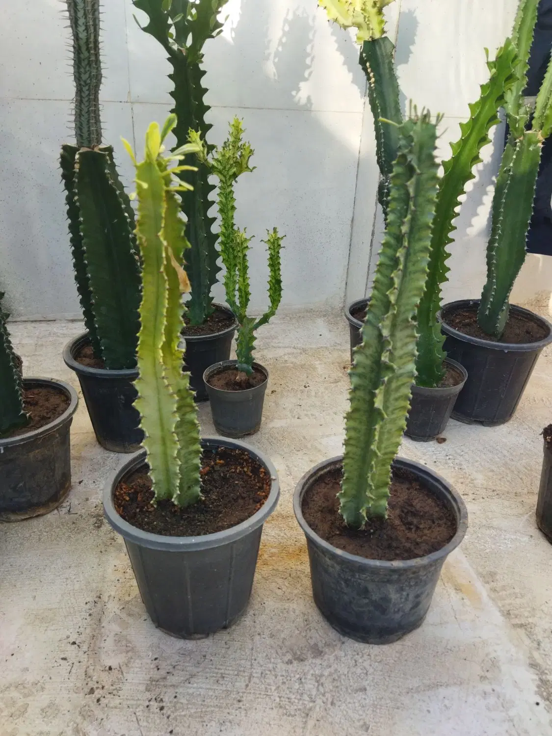 کاکتوس|گل و گیاه طبیعی|تربت‌حیدریه, ترمینال|دیوار