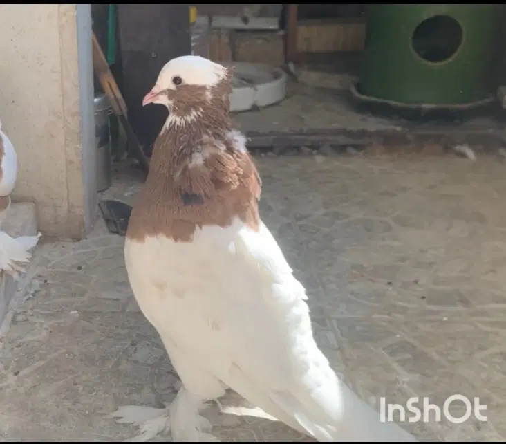 کفتر|پرنده|کوار, |دیوار