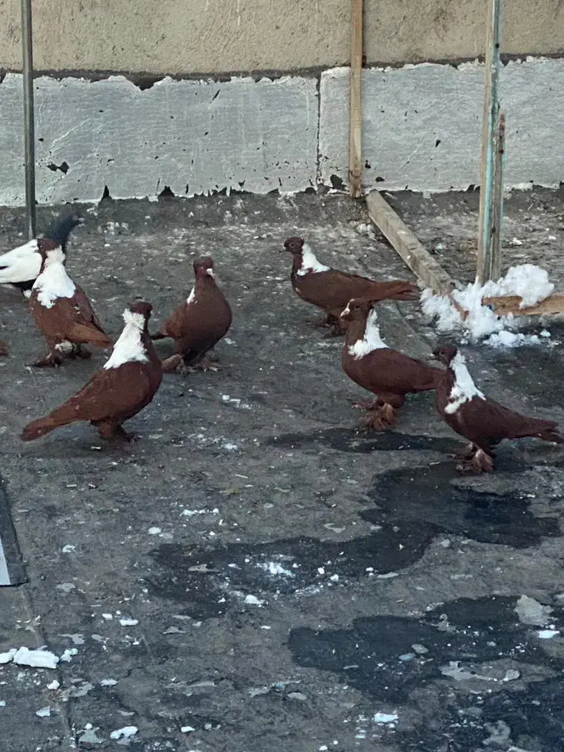 ککیلی|پرنده|اردبیل, |دیوار