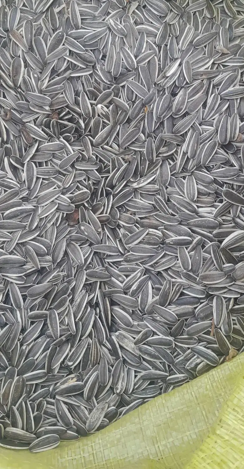 تخمه s300|عمده‌فروشی|خوی, |دیوار