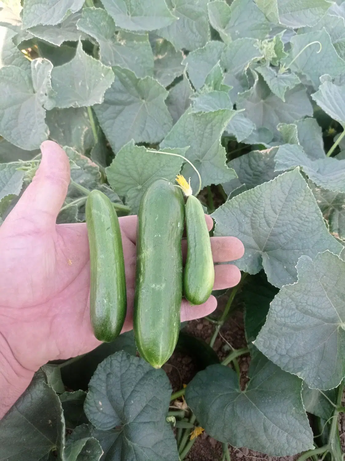 خیار|خوردنی و آشامیدنی|خلجستان, |دیوار