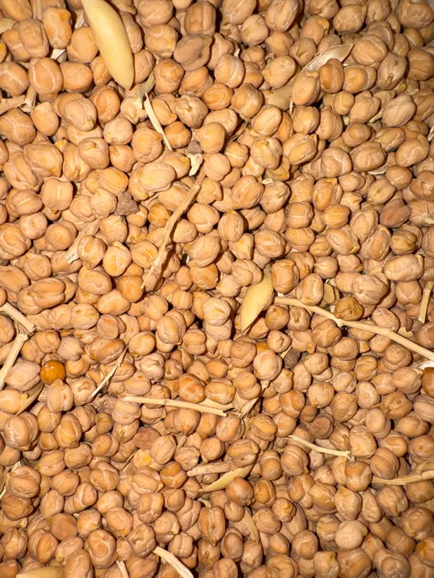 نخود دیم|خوردنی و آشامیدنی|فرمهین, |دیوار