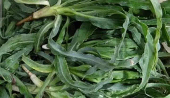 تره|گل و گیاه طبیعی|سریش آباد, |دیوار