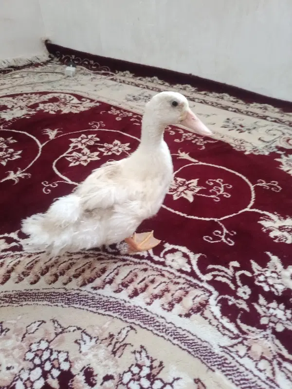 اردک|حیوانات مزرعه|شیراز, کرونی(خاتونک)|دیوار